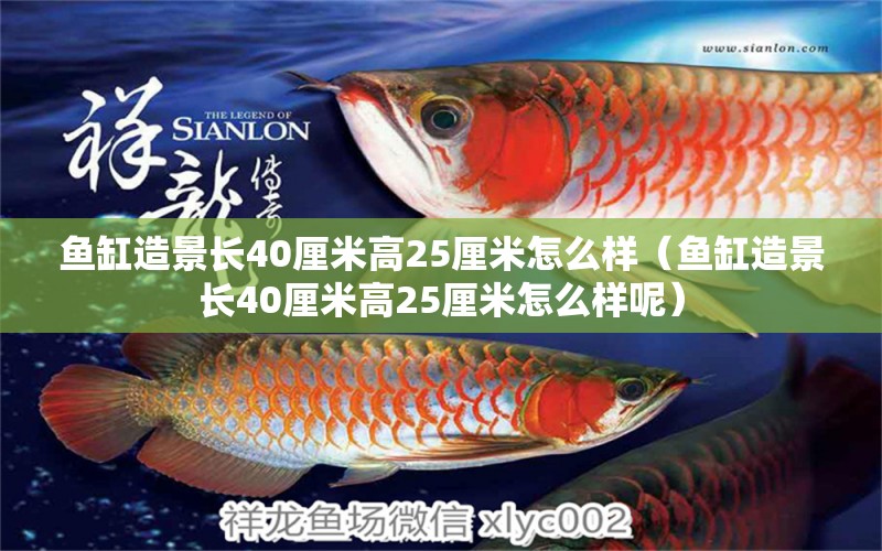 魚缸造景長40厘米高25厘米怎么樣（魚缸造景長40厘米高25厘米怎么樣呢） 祥龍水族醫(yī)院