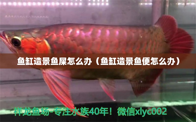 魚缸造景魚屎怎么辦（魚缸造景魚便怎么辦）