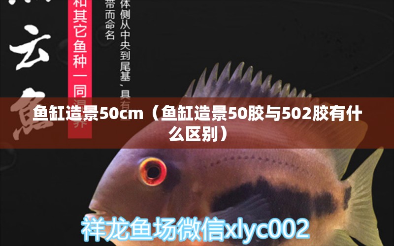 魚(yú)缸造景50cm（魚(yú)缸造景50膠與502膠有什么區(qū)別）