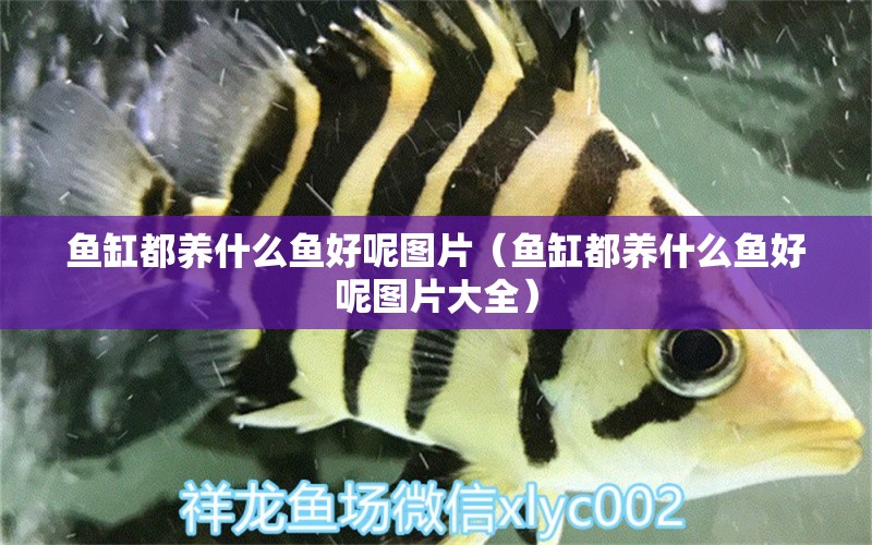 魚缸都養(yǎng)什么魚好呢圖片（魚缸都養(yǎng)什么魚好呢圖片大全） 細(xì)線銀版魚