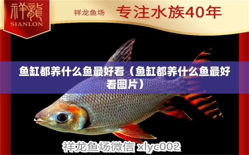 魚缸都養(yǎng)什么魚最好看（魚缸都養(yǎng)什么魚最好看圖片） 祥龍魚場