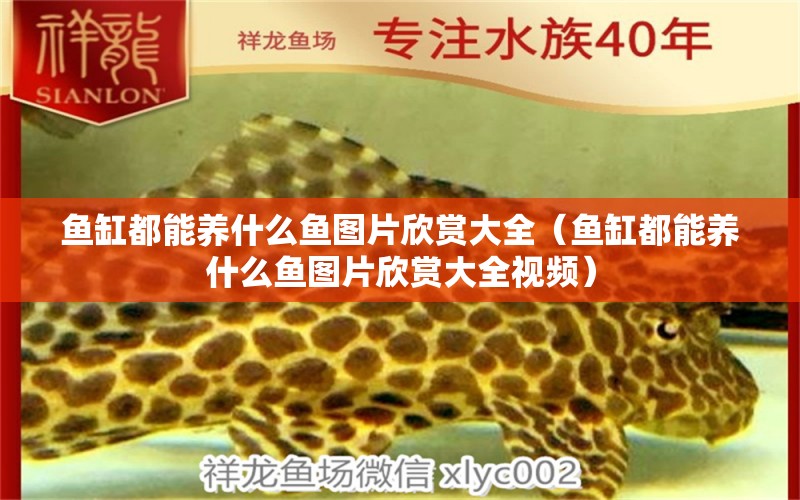 魚缸都能養(yǎng)什么魚圖片欣賞大全（魚缸都能養(yǎng)什么魚圖片欣賞大全視頻） 泰國(guó)虎魚