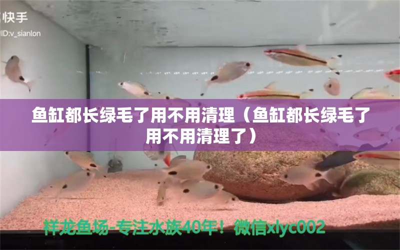 魚缸都長綠毛了用不用清理（魚缸都長綠毛了用不用清理了） 白子關(guān)刀魚苗