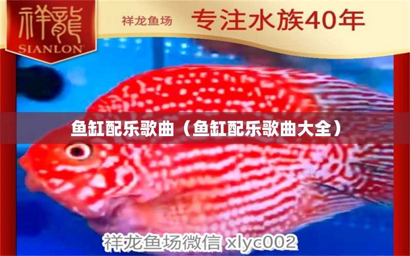 魚(yú)缸配樂(lè)歌曲（魚(yú)缸配樂(lè)歌曲大全） 非洲象鼻魚(yú)