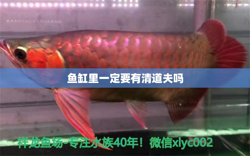 魚缸里一定要有清道夫嗎