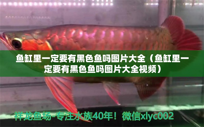 魚缸里一定要有黑色魚嗎圖片大全（魚缸里一定要有黑色魚嗎圖片大全視頻）