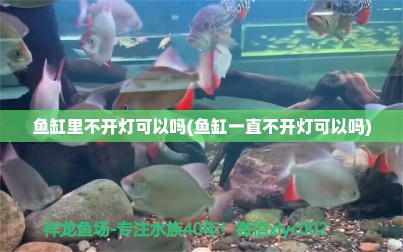 魚缸里不開燈可以嗎(魚缸一直不開燈可以嗎) 魚缸清潔用具