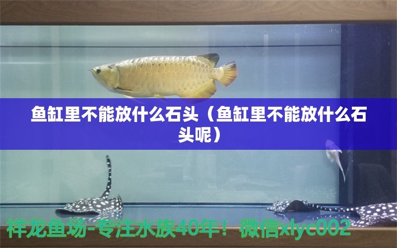 魚(yú)缸里不能放什么石頭（魚(yú)缸里不能放什么石頭呢） 其他品牌魚(yú)缸