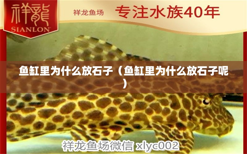 魚(yú)缸里為什么放石子（魚(yú)缸里為什么放石子呢）