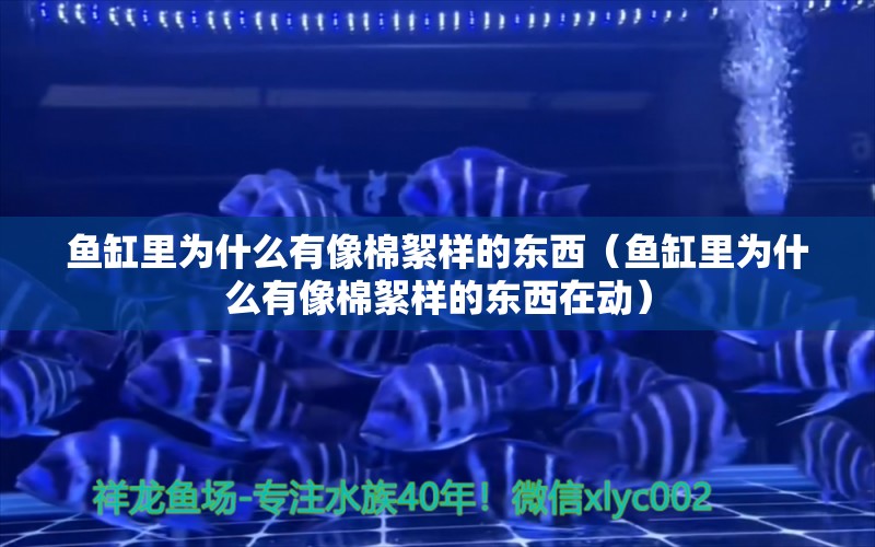 魚缸里為什么有像棉絮樣的東西（魚缸里為什么有像棉絮樣的東西在動） 魟魚百科