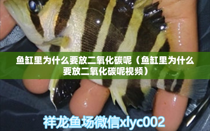 魚缸里為什么要放二氧化碳呢（魚缸里為什么要放二氧化碳呢視頻）