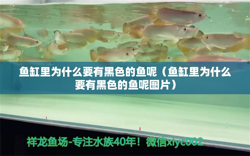 魚缸里為什么要有黑色的魚呢（魚缸里為什么要有黑色的魚呢圖片）