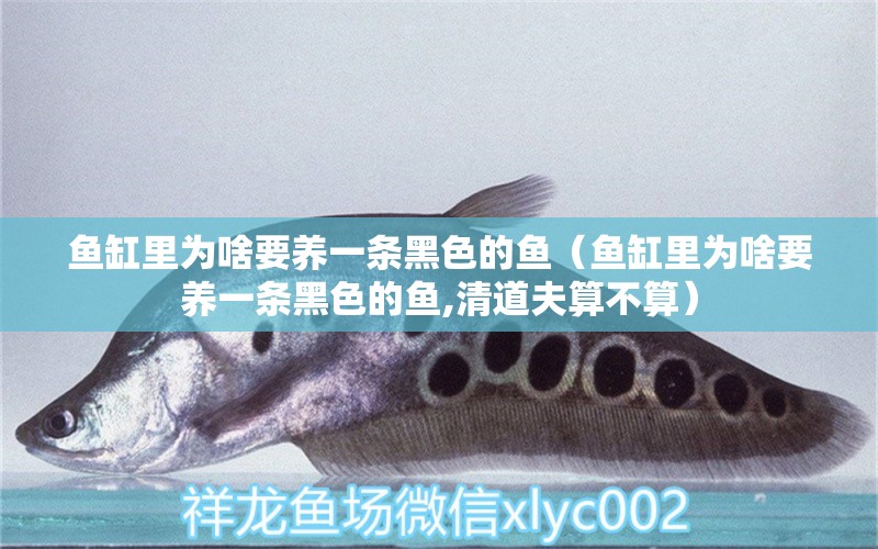 魚缸里為啥要養(yǎng)一條黑色的魚（魚缸里為啥要養(yǎng)一條黑色的魚,清道夫算不算）