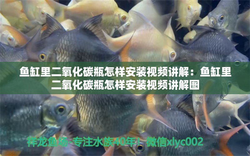 魚缸里二氧化碳瓶怎樣安裝視頻講解：魚缸里二氧化碳瓶怎樣安裝視頻講解圖