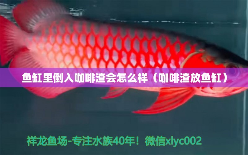 魚缸里倒入咖啡渣會(huì)怎么樣（咖啡渣放魚缸）