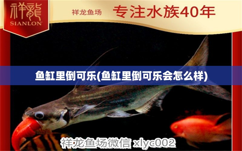 魚缸里倒可樂(魚缸里倒可樂會怎么樣) 噴點菠蘿魚