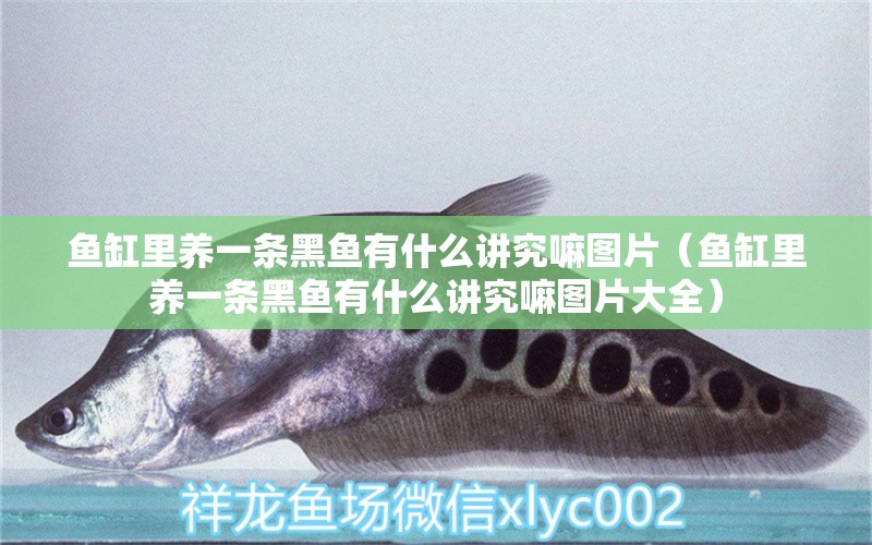 魚缸里養(yǎng)一條黑魚有什么講究嘛圖片（魚缸里養(yǎng)一條黑魚有什么講究嘛圖片大全） 觀賞魚市場（混養(yǎng)魚）