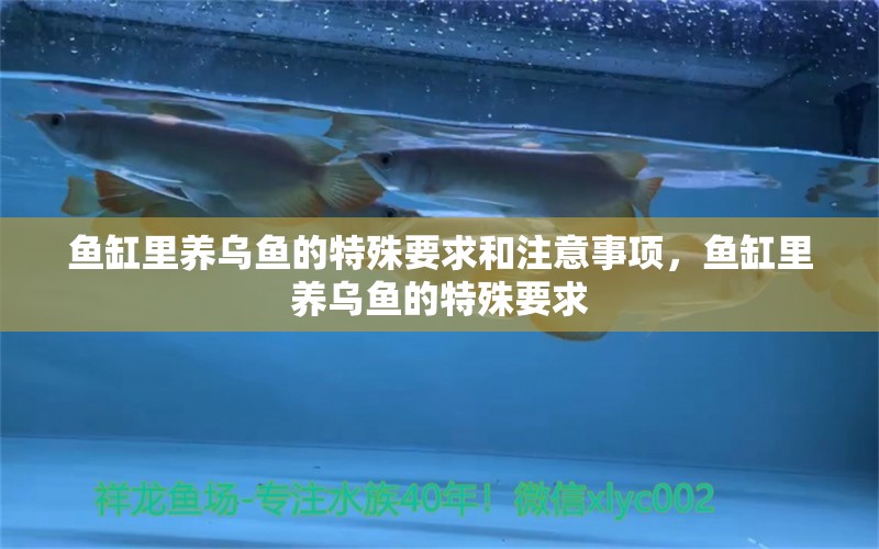 魚缸里養(yǎng)烏魚的特殊要求和注意事項(xiàng)，魚缸里養(yǎng)烏魚的特殊要求