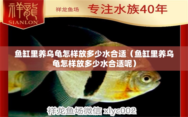 魚缸里養(yǎng)烏龜怎樣放多少水合適（魚缸里養(yǎng)烏龜怎樣放多少水合適呢）