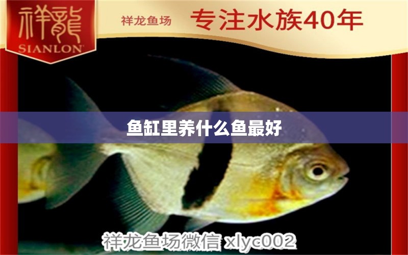 魚缸里養(yǎng)什么魚最好 養(yǎng)魚知識