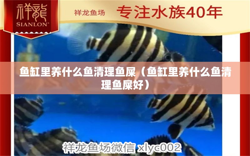 魚缸里養(yǎng)什么魚清理魚屎（魚缸里養(yǎng)什么魚清理魚屎好） 星點(diǎn)金龍魚