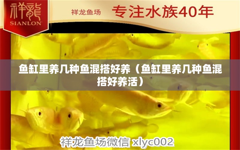 魚缸里養(yǎng)幾種魚混搭好養(yǎng)（魚缸里養(yǎng)幾種魚混搭好養(yǎng)活）