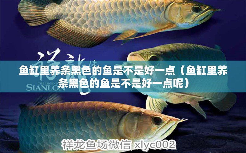 魚缸里養(yǎng)條黑色的魚是不是好一點(diǎn)（魚缸里養(yǎng)條黑色的魚是不是好一點(diǎn)呢）