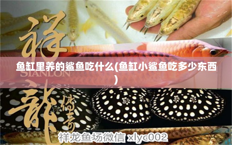 魚缸里養(yǎng)的鯊魚吃什么(魚缸小鯊魚吃多少東西) 綠皮皇冠豹魚