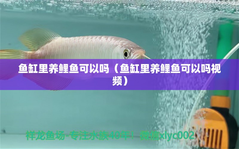 魚缸里養(yǎng)鯉魚可以嗎（魚缸里養(yǎng)鯉魚可以嗎視頻）