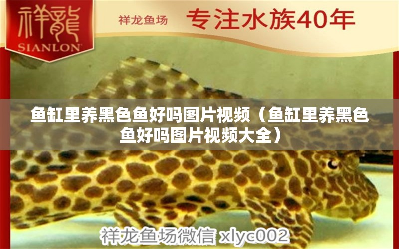 魚缸里養(yǎng)黑色魚好嗎圖片視頻（魚缸里養(yǎng)黑色魚好嗎圖片視頻大全）