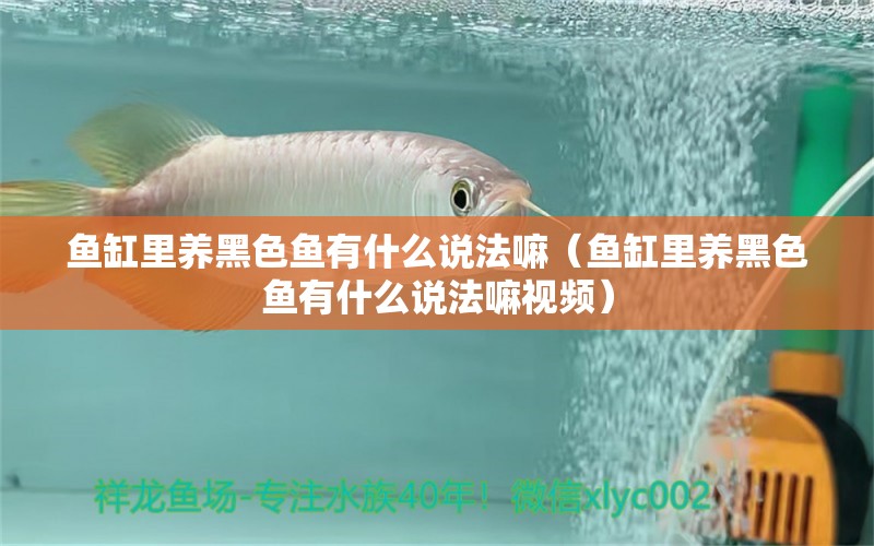 魚缸里養(yǎng)黑色魚有什么說法嘛（魚缸里養(yǎng)黑色魚有什么說法嘛視頻）