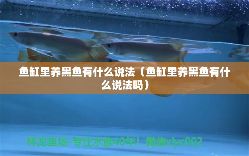 魚(yú)缸里養(yǎng)黑魚(yú)有什么說(shuō)法（魚(yú)缸里養(yǎng)黑魚(yú)有什么說(shuō)法嗎） 水草 第1張