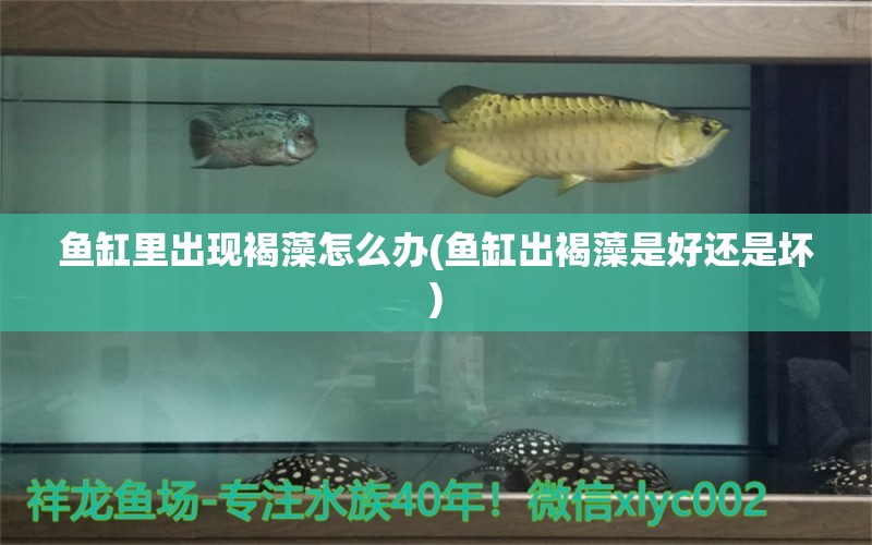 魚缸里出現(xiàn)褐藻怎么辦(魚缸出褐藻是好還是壞) 委內(nèi)瑞拉奧里諾三間魚苗