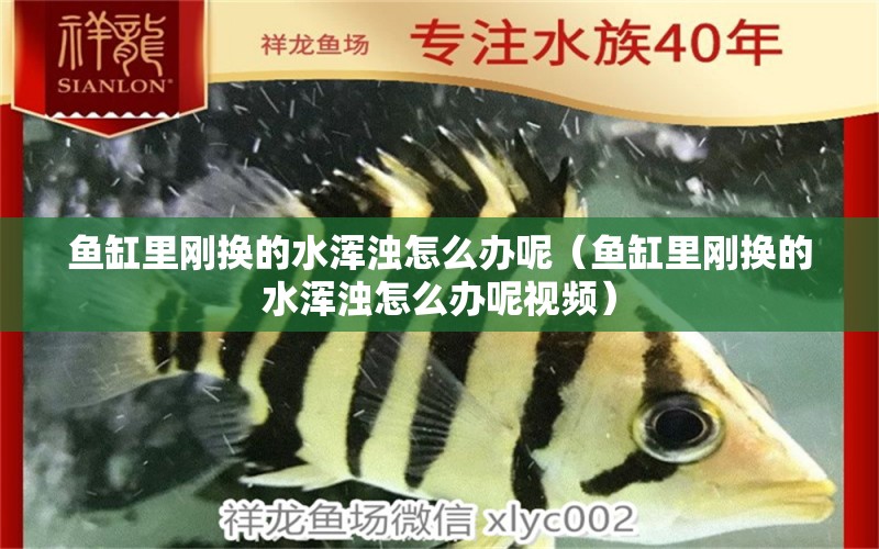 魚缸里剛換的水渾濁怎么辦呢（魚缸里剛換的水渾濁怎么辦呢視頻）