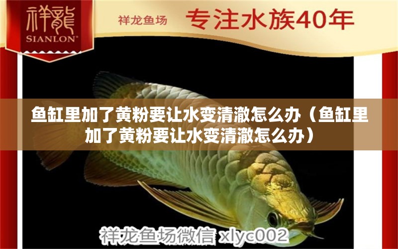 魚(yú)缸里加了黃粉要讓水變清澈怎么辦（魚(yú)缸里加了黃粉要讓水變清澈怎么辦）