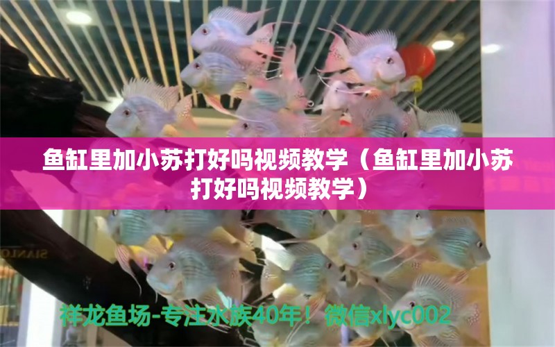 魚缸里加小蘇打好嗎視頻教學（魚缸里加小蘇打好嗎視頻教學）