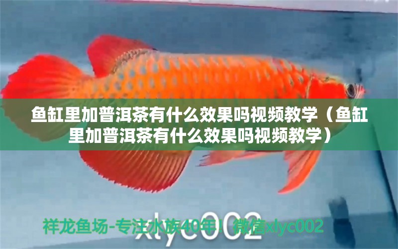 魚缸里加普洱茶有什么效果嗎視頻教學(xué)（魚缸里加普洱茶有什么效果嗎視頻教學(xué)） 觀賞魚市場（混養(yǎng)魚）