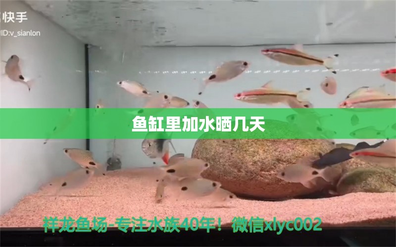 魚缸里加水曬幾天 祥龍魚場