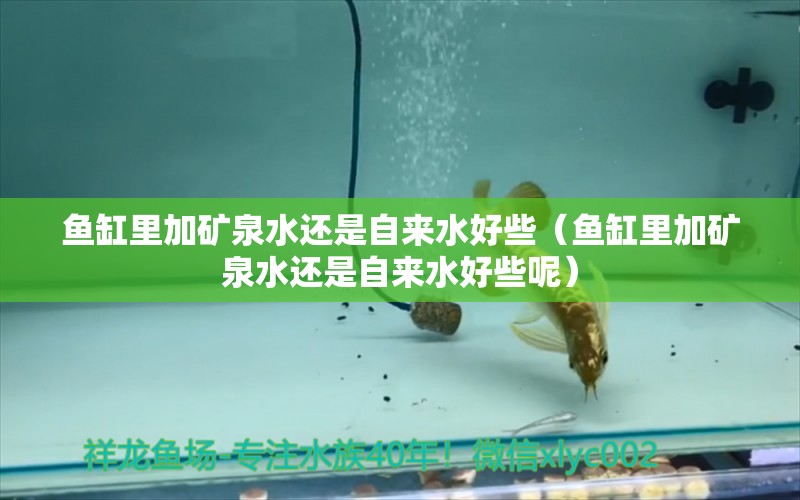 魚缸里加礦泉水還是自來(lái)水好些（魚缸里加礦泉水還是自來(lái)水好些呢）