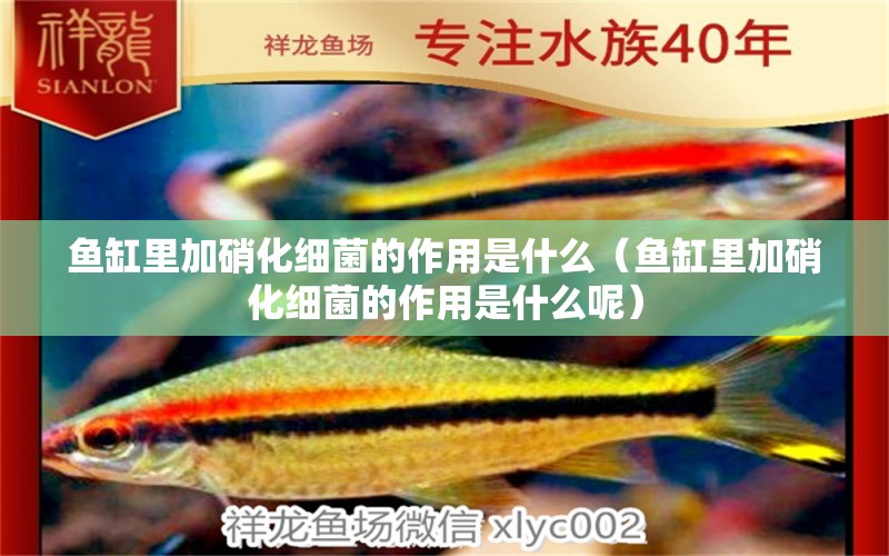 魚缸里加硝化細(xì)菌的作用是什么（魚缸里加硝化細(xì)菌的作用是什么呢） 硝化細(xì)菌