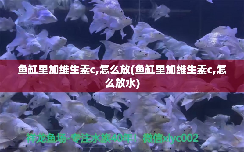 魚缸里加維生素c,怎么放(魚缸里加維生素c,怎么放水) 胭脂孔雀龍魚