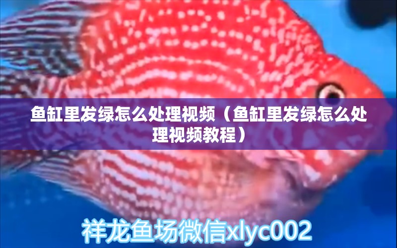 魚缸里發(fā)綠怎么處理視頻（魚缸里發(fā)綠怎么處理視頻教程） 觀賞魚市場（混養(yǎng)魚）