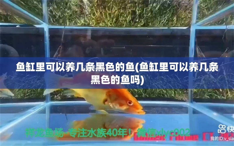 魚缸里可以養(yǎng)幾條黑色的魚(魚缸里可以養(yǎng)幾條黑色的魚嗎)