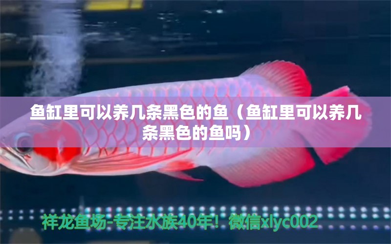 魚缸里可以養(yǎng)幾條黑色的魚（魚缸里可以養(yǎng)幾條黑色的魚嗎）