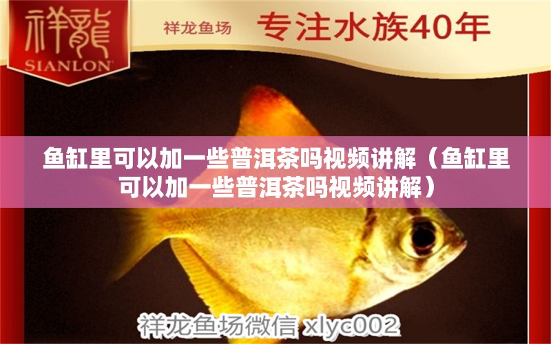 魚缸里可以加一些普洱茶嗎視頻講解（魚缸里可以加一些普洱茶嗎視頻講解）