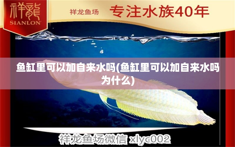 魚缸里可以加自來(lái)水嗎(魚缸里可以加自來(lái)水嗎為什么) 元寶鳳凰魚專用魚糧