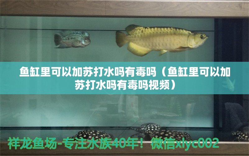 魚缸里可以加蘇打水嗎有毒嗎（魚缸里可以加蘇打水嗎有毒嗎視頻）