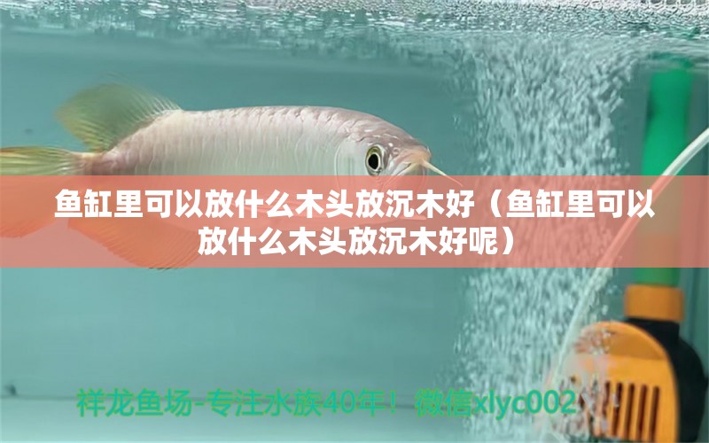 魚缸里可以放什么木頭放沉木好（魚缸里可以放什么木頭放沉木好呢）