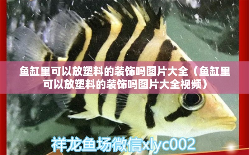 魚缸里可以放塑料的裝飾嗎圖片大全（魚缸里可以放塑料的裝飾嗎圖片大全視頻）