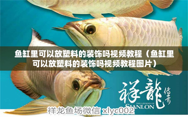 魚缸里可以放塑料的裝飾嗎視頻教程（魚缸里可以放塑料的裝飾嗎視頻教程圖片）